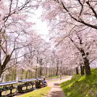 庄原市は広島県内でも有数の桜の名所が点在