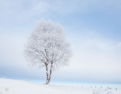 氷点下25℃の朝、霧氷が樹々を真っ白に