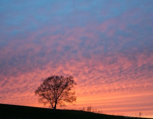 丘の上の一本の木