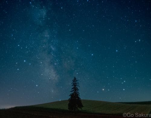 クリスマスツリーの木と星空