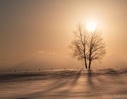 朝日を浴びるシュカブラの庭の白樺