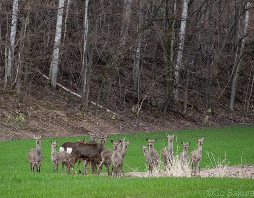 エゾジカの群れ