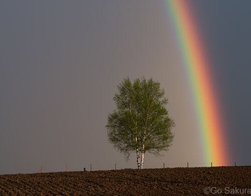 シュカブラの庭の白樺と虹