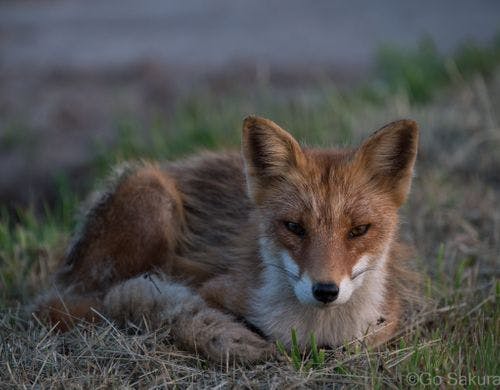 キタキツネの休息