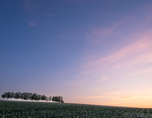 シュカブラから車で5分、白樺並木