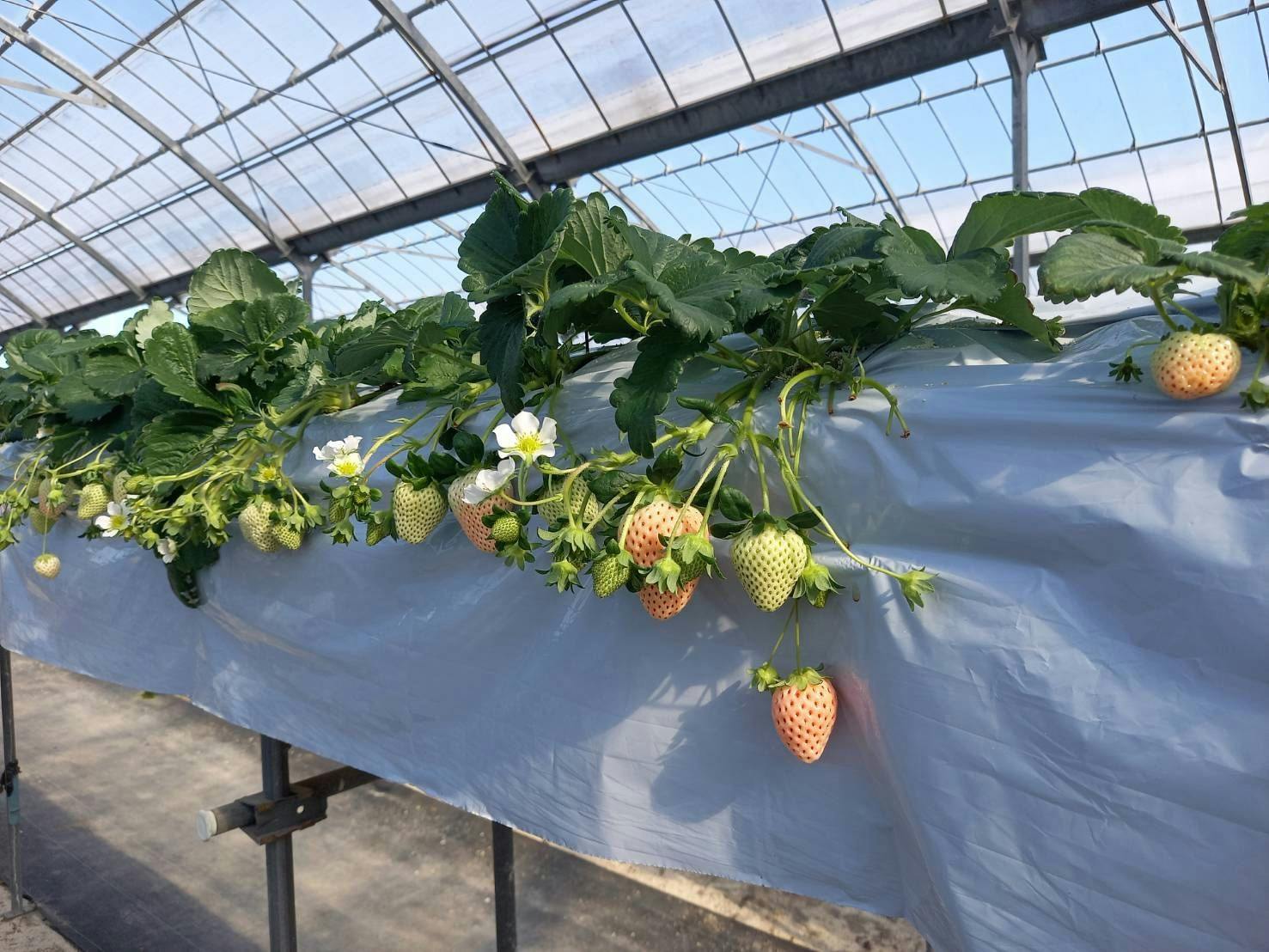 当施設から車にて5分のいちご狩りです。