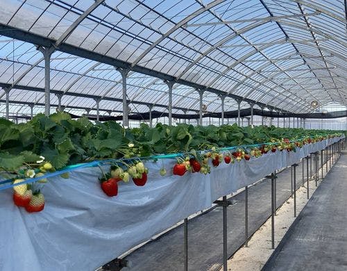 当施設から車にて5分のいちご狩りです。