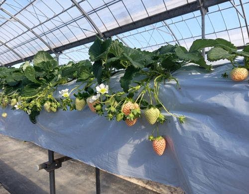 当施設から車にて5分のいちご狩りです。