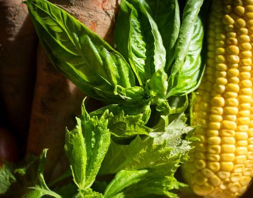 朝採れ有機野菜