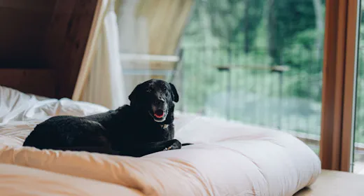 愛犬同伴可