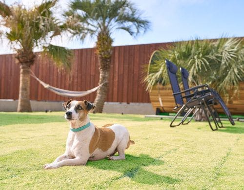 ドッグフレンドリーなヴィラホテル