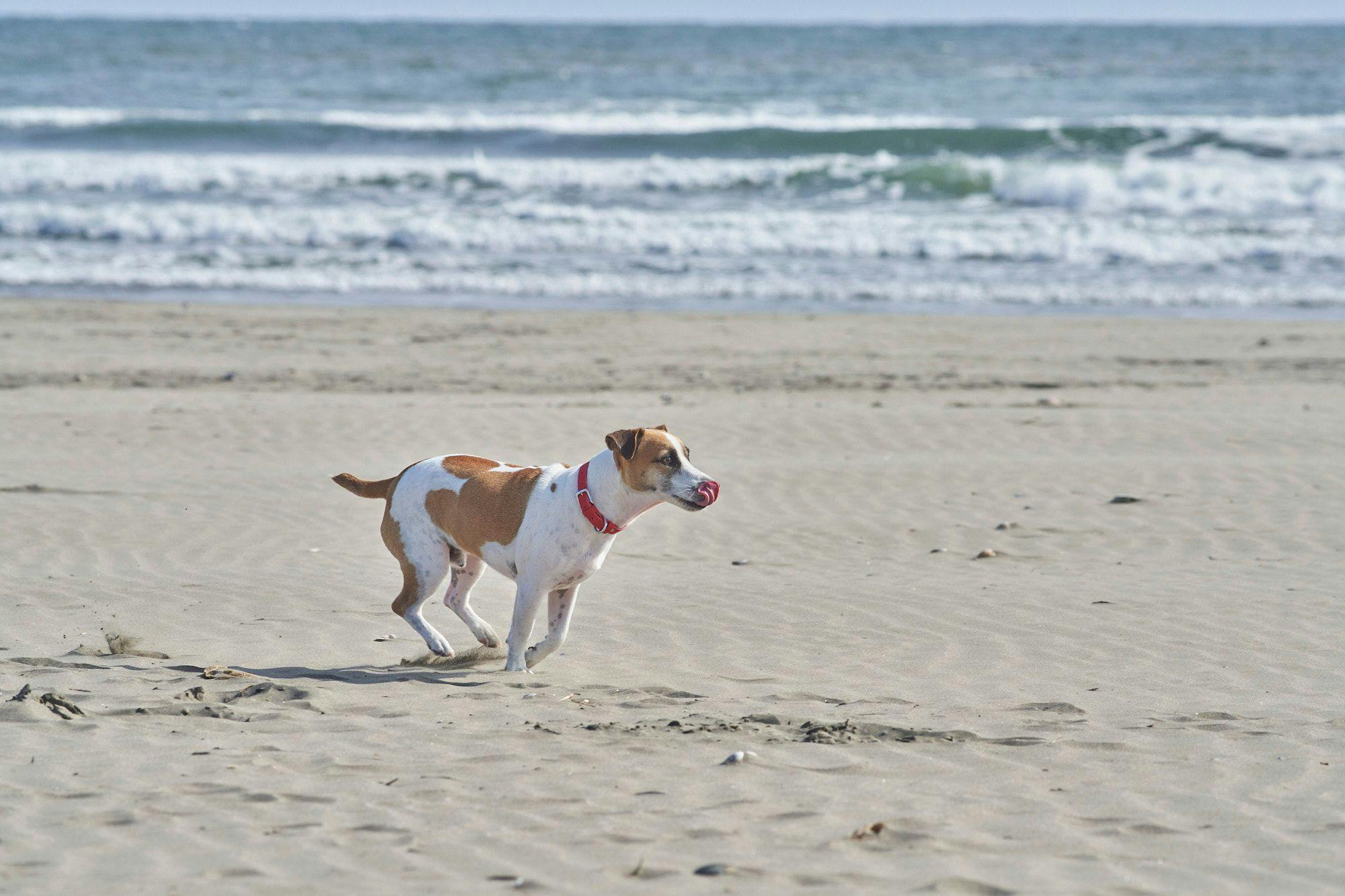 九十九里のビーチまで徒歩ですぐ。