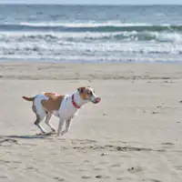 九十九里のビーチまで徒歩ですぐ。