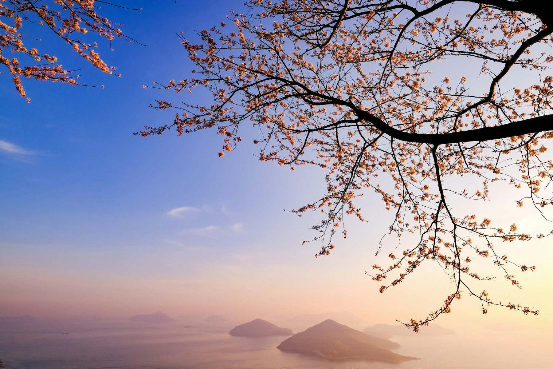 【紫雲出山】桜シーズン