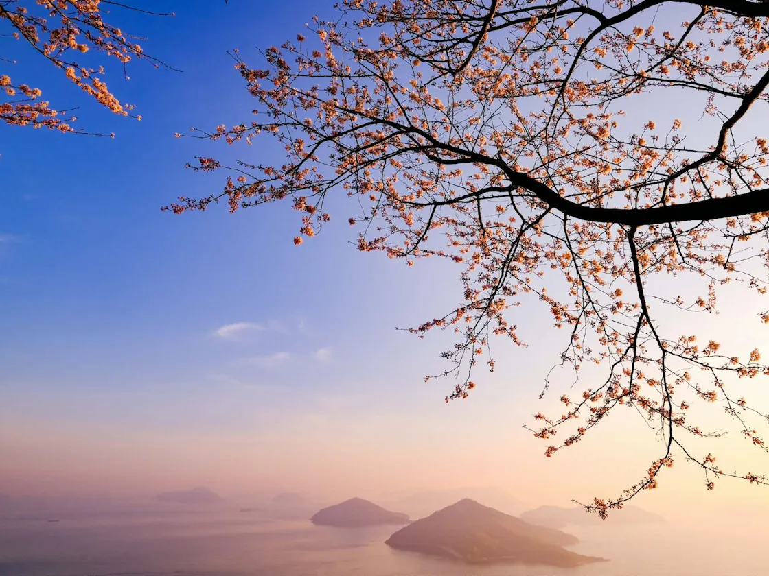 【紫雲出山】桜シーズン