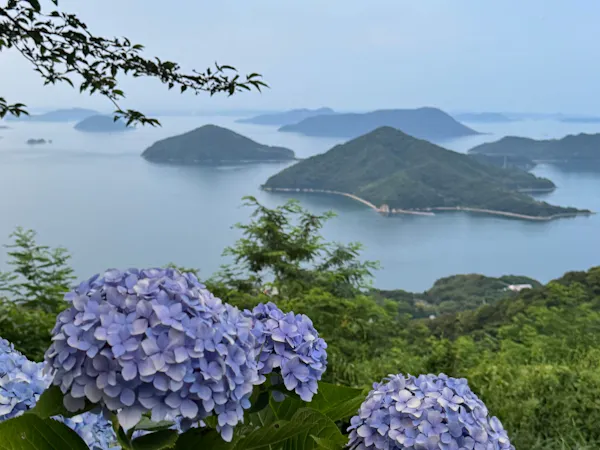 【紫雲出山】紫陽花シーズン
