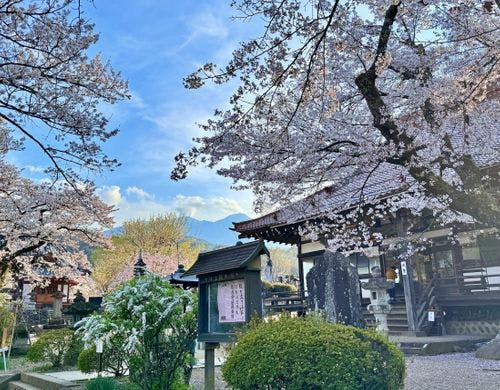 山高神代桜で有名な実相寺