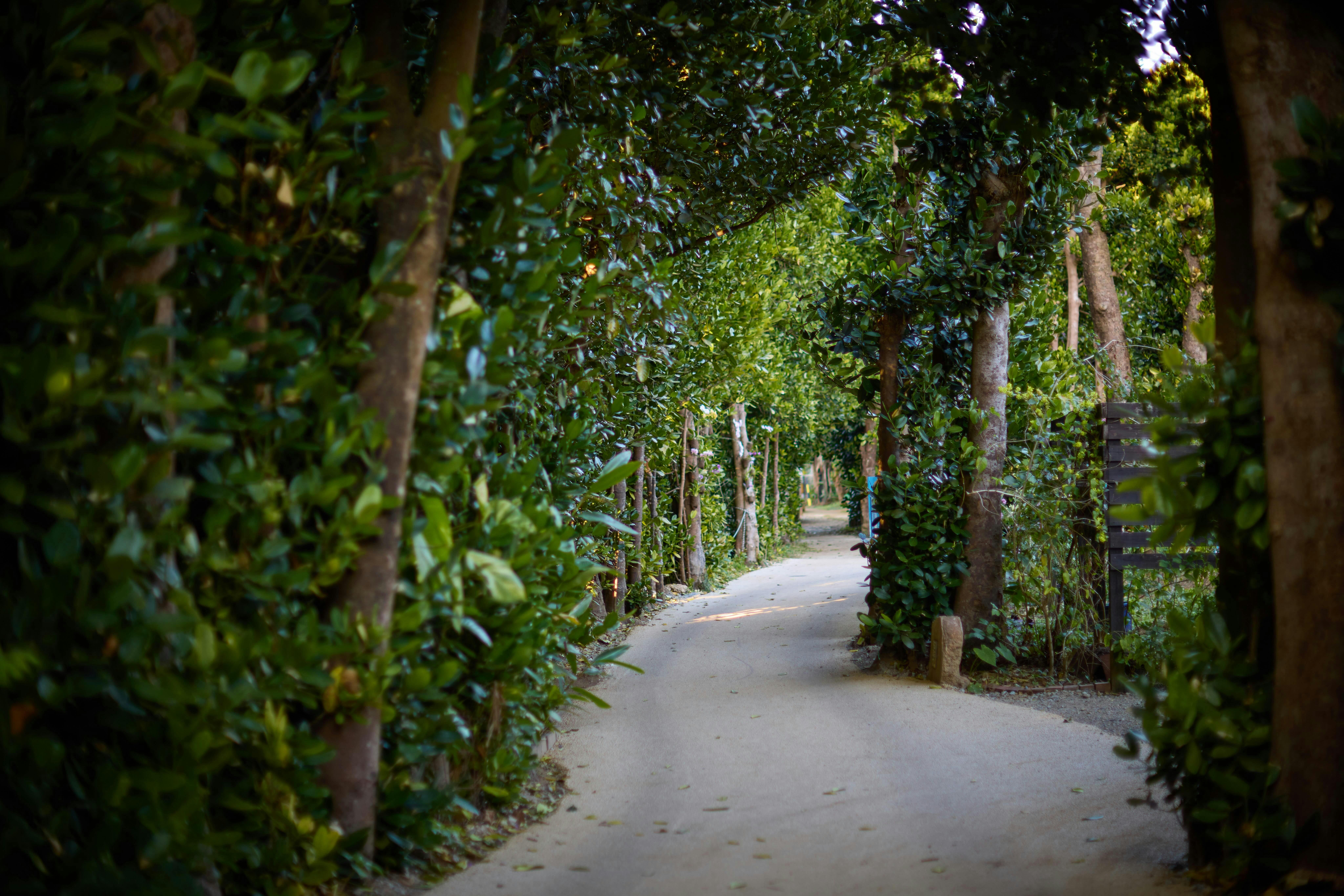 備瀬のフクギ並木