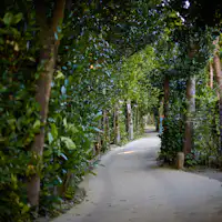 備瀬のフクギ並木