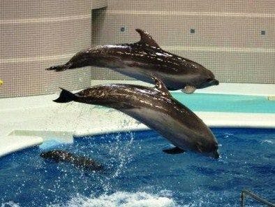 いおワールドかごしま水族館　「イルカ」