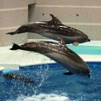 いおワールドかごしま水族館 「イルカ」