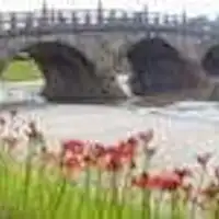 สวนอนุสรณ์อิชิบาชิและดอกฮิกันบานะ