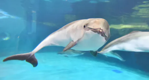 【秋の札幌・小樽旅】お子様歓迎!おたる水族館入場券付き!札幌満喫ステイプラン(素泊り)