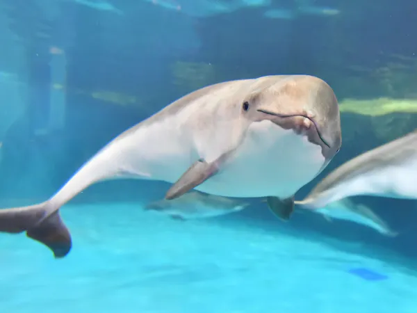 【秋の札幌・小樽旅】お子様歓迎!おたる水族館入場券付き!札幌満喫ステイプラン(素泊り)