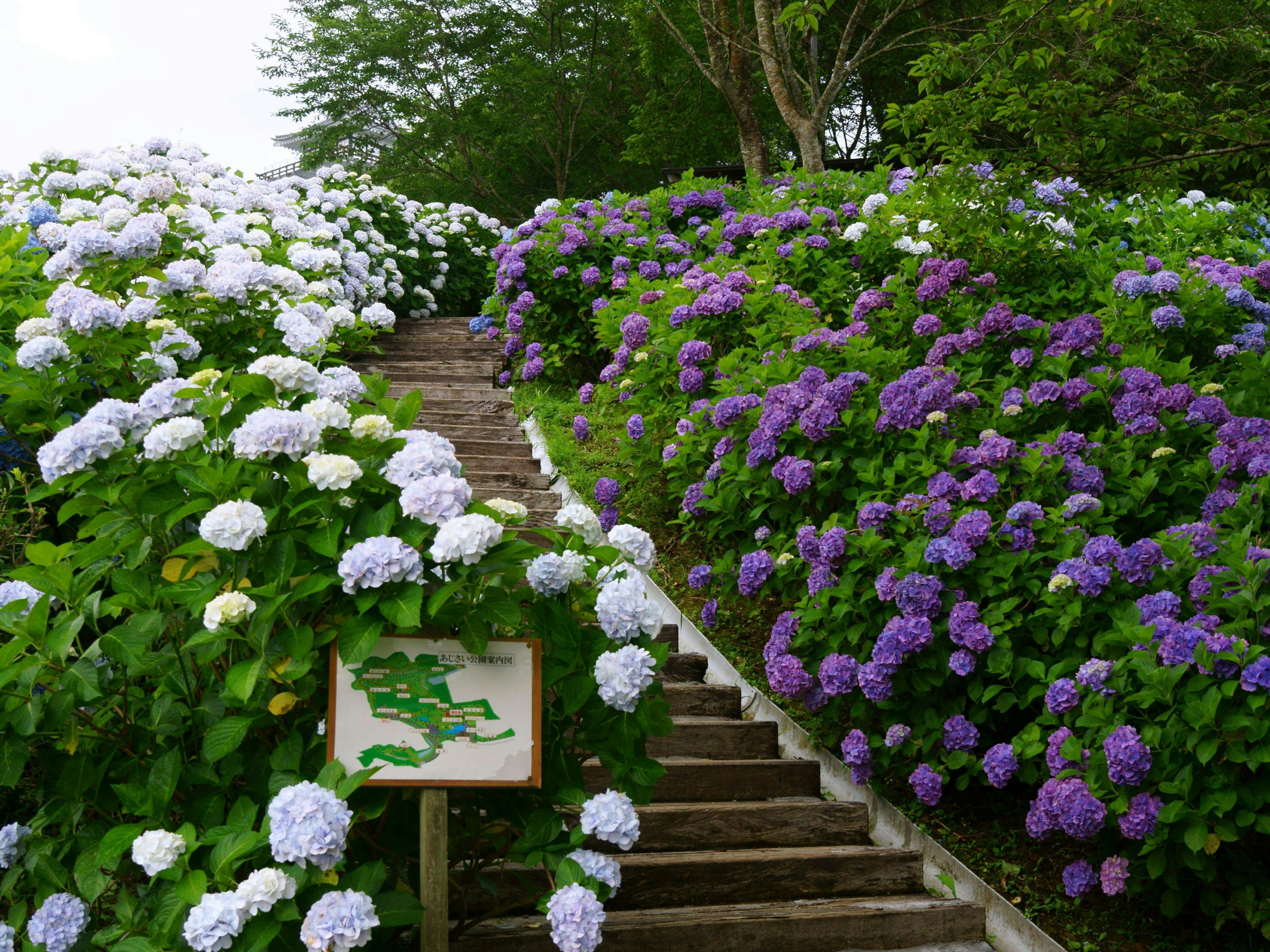 สวนดอกไฮเดรนเยียยามาโนะกุจิ