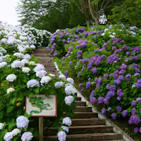 สวนดอกไฮเดรนเยียยามาโนะกุจิ