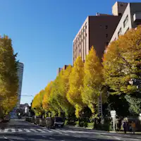 東京ガーデンパレス付近の聖橋大銀杏並木