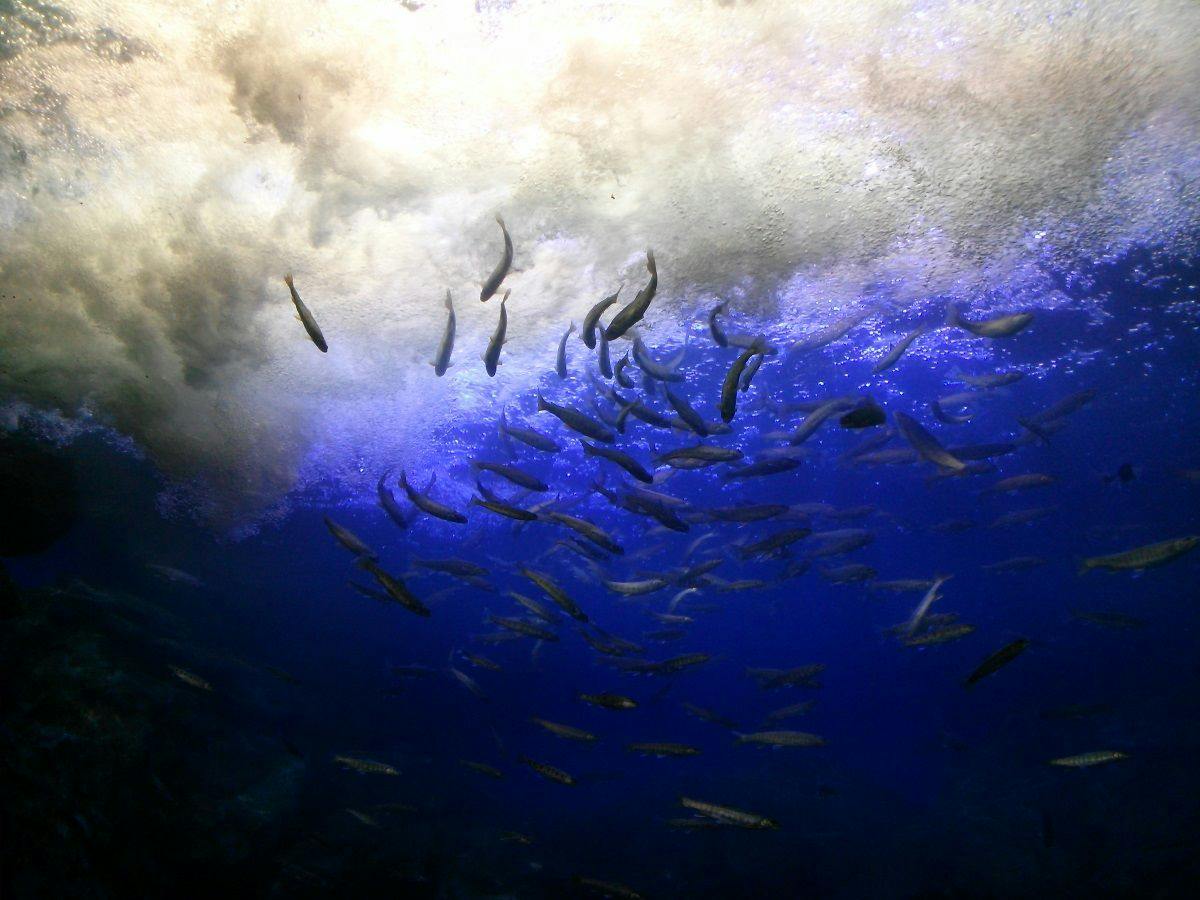 山の水族館