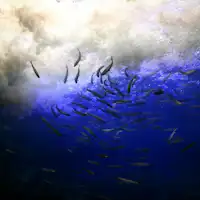 山の水族館