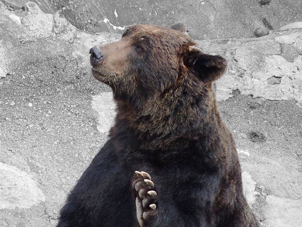 Gambar peternakan beruang