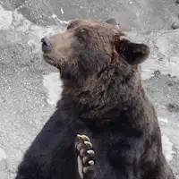 Gambar peternakan beruang