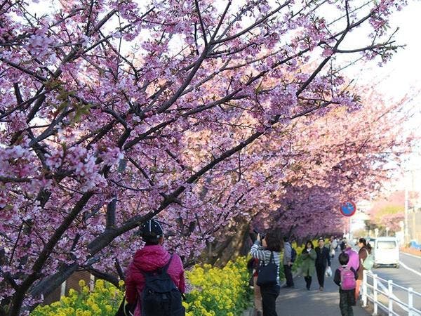 櫻花祭每年於2月至3月舉行