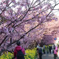櫻花祭每年於2月至3月舉行