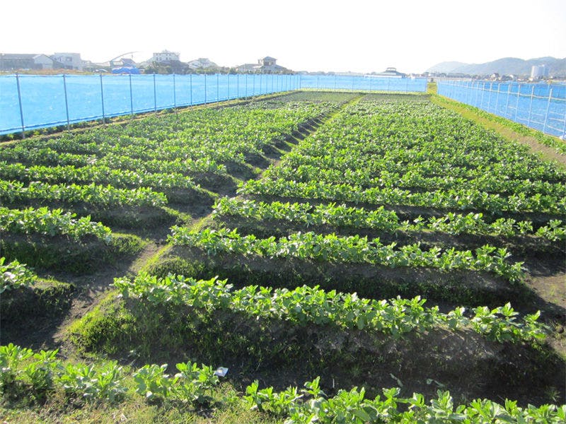 ■ฟาร์มที่ดำเนินการโดยตรงของโรงแรมนันไคโซ