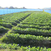 ■ฟาร์มที่ดำเนินการโดยตรงของโรงแรมนันไคโซ