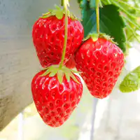 鮮紅草莓任您吃到飽♪
