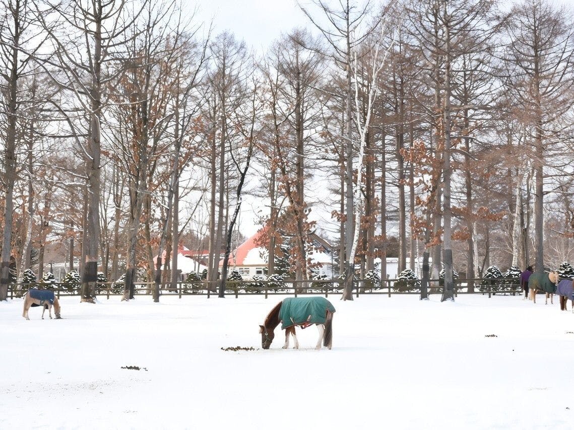 【ภาพท่องเที่ยว】นอร์ธเทิร์นฮอร์สพาร์ค