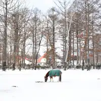 【ภาพท่องเที่ยว】นอร์ธเทิร์นฮอร์สพาร์ค