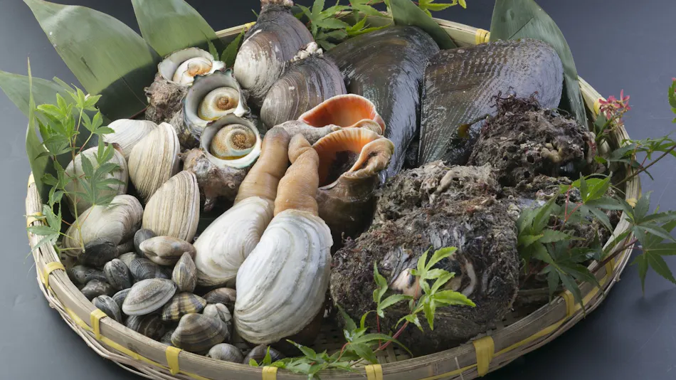 Aichi Atsumi Peninsula Irago Onsen Fish and Shellfish Inn Tamagawa