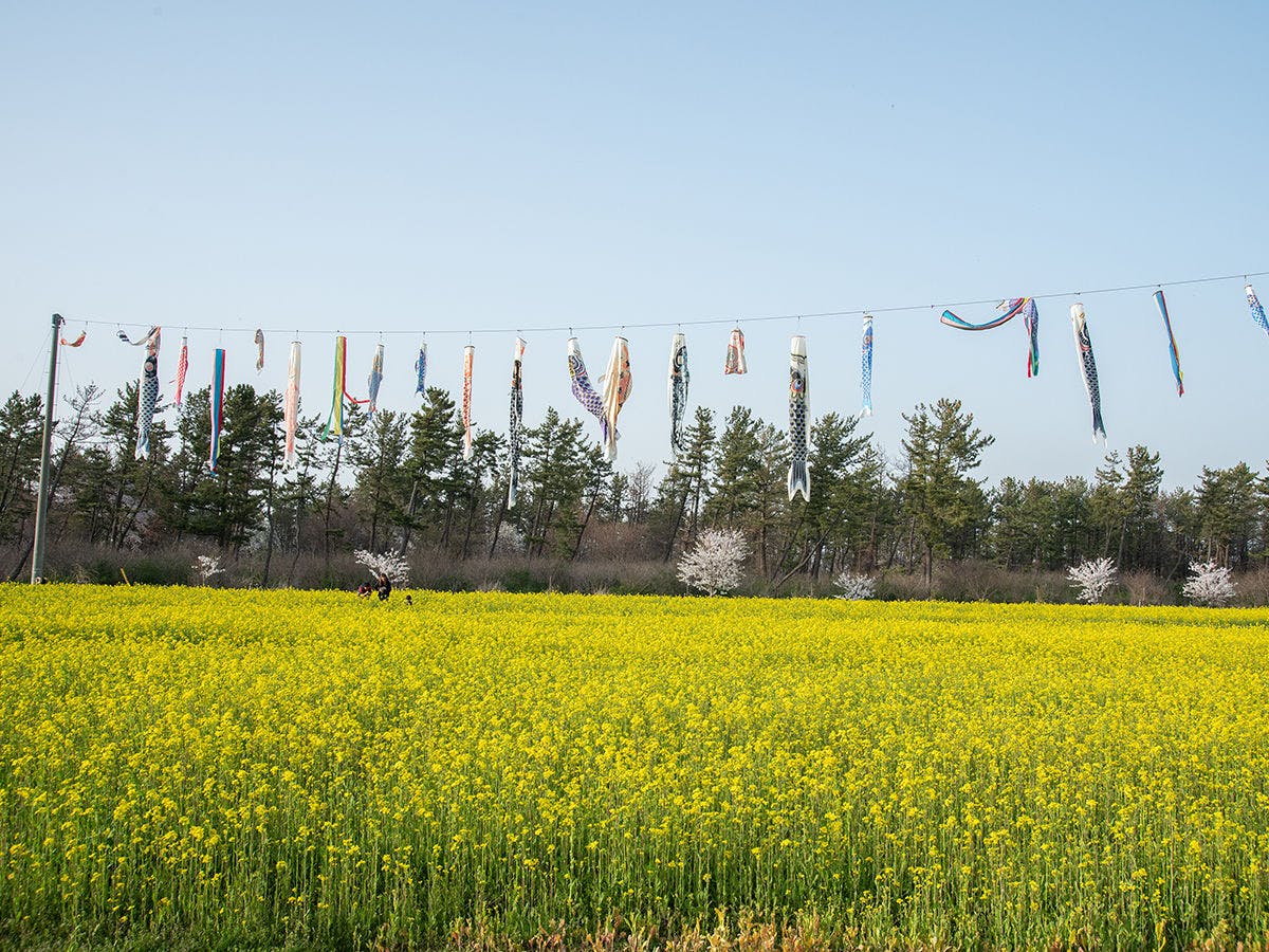 ทุ่งดอกคาโนลา