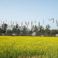 ทุ่งดอกคาโนลา