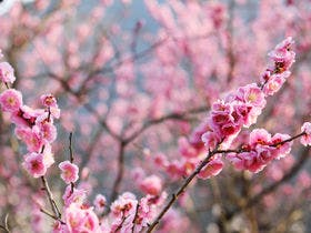 フォレストリゾート　湯もと小町館