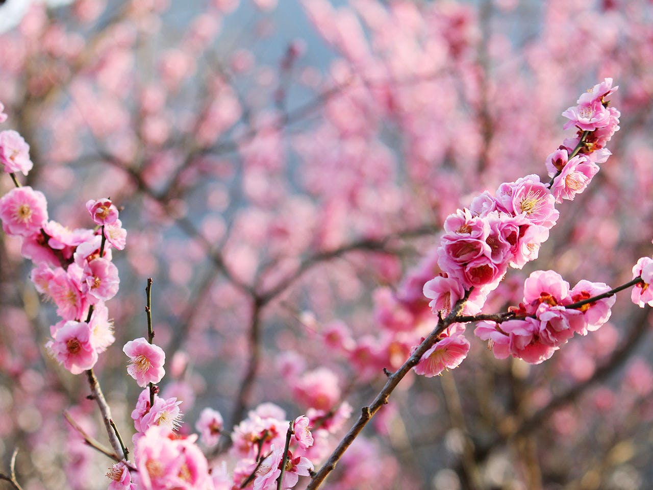 유가와라 [매화 연회]