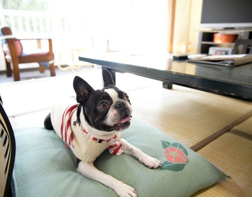 わんちゃんとごゆっくり♪ペット専用フロア