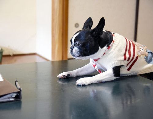 和室ベッドルーム＜ペットOK＞