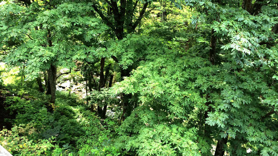 Nakaya Annex Fudokaku
